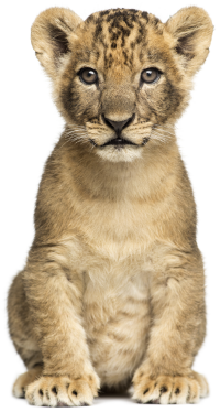 We now support the new Lion Cub program in TroopWebHostCS